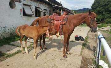 Ostal jeden až dvaja žrebci. Slovenskému konskému plemenu hrozí zánik, o jeho záchranu sa pokúšajú vedci z Nitry