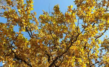 Nitru čaká najbližšie dni mimoriadne počasie. Naše územie ovplyvňuje neobvyklý omega blok