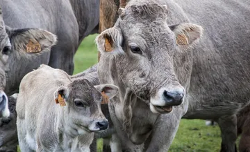 Na juhozápade Slovenska sa potvrdila vysoko nákazlivá slintačka a krívačka. Chovom hrozí likvidácia