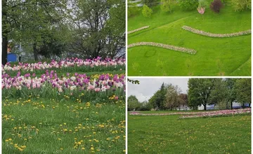 FOTO: Na Mikovíniho v Nitre to zakvitlo, pestrofarebnú výsadbu kvetín chodia obdivovať ľudia z celého mesta