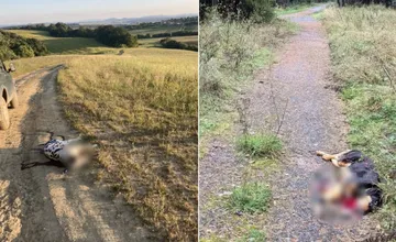 Po vlkoch a medveďoch chcú strieľať aj psy? Psíčkari sú v šoku, nahneval ich Takáčov návrh zákona