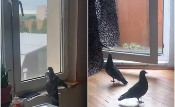 Na Klokočine sa už holuby tlačia aj do bytov, Nitrianka Aďa ich po zobudení našla ráno v izbe, prosí o pomoc