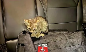 Počas preverovania dopravnej situácie našli policajti túlavé mačiatko, skončilo u jedného z policajtov doma