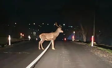 FOTO: Vodiča pred Žiranmi prekvapil obrovský jeleň, ktorý mu vbehol do cesty, podľa domácich tam postávajú často