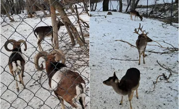 VIDEO: Kŕmenie zvierat v nitrianskom parku môže byť nebezpečné, veterinárka prosí verejnosť o zodpovednosť