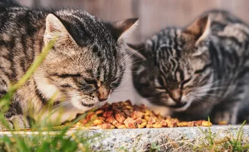Pri atletickom štadióne na Chrenovej v Nitre niekto útočí na mačky, obyvatelia žiadajú riešenie a ochranu zvierat