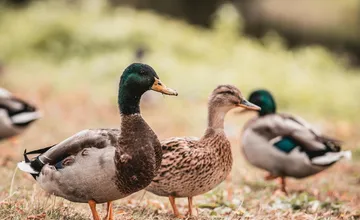 Desiatky divých kačiek vytvorili v Zlatých Moravciach unikátne korzo. Ornitológ vysvetľuje, prečo sa im v meste darí