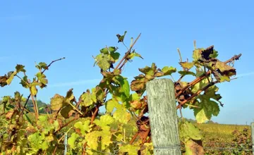 Zlaté žltnutie viniča sa naďalej šíri po Slovensku, v Šali vyhlásili karanténu