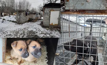 Psy z osady v Kolárove budú mať konečne lepší život, veterinári ich odobrali. Šokoval aj prípad mŕtveho psa v chladničke