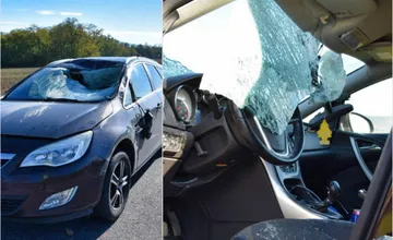 Vodiči, pozor na kolízie s lesnou zverou, upozorňuje polícia. Za jeden mesiac ich riešila už viac ako 40-krát