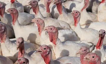 V komárňanskom okrese vo veľkom úraduje vtáčia chrípka, na hydinovej farme uhynulo už takmer 10-tisíc moriek