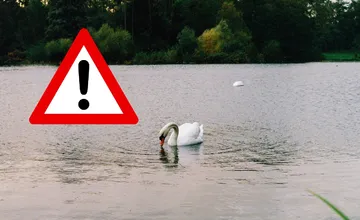 Vtáčia chrípka už vyčíňa aj v okrese Levice, za infikované pásmo označili veterinári dve lokality