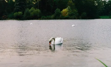 V okrese Levice sa potvrdili prípady vtáčej chrípky, pre chovateľov platia prísne opatrenia