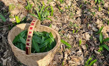 Nitrania vyrážajú na medvedí cesnak: Niekde je ešte malý, inde už láka na zber, kde všade už rastie?
