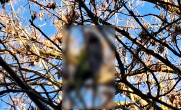 FOTO: Čo je s klokočinským maskotom Pipom, pýtajú sa Nitrania a obávajú sa, že neprežil zimu. Je to on?