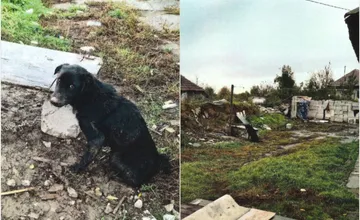 Polícia obvinila ženu z obci pri Leviciach z týrania zvieraťa, mladého psíska mala držať bez vody a jedla