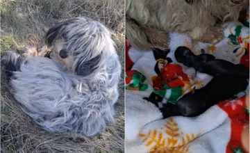 FOTO: Dramatickú záchranu sučky pri Nitre skomplikoval jej náhly pôrod, boj o maličké životy však nevyšiel