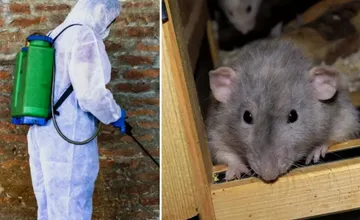 Premnožené potkany a myši: V Nitre a ďalších okresoch nariadili vykonať jarnú preventívnu deratizáciu