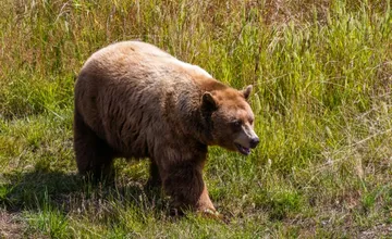 V Nitrianskom kraji sa už prebúdzajú medvede, prvé varovanie prišlo z obce v okrese Levice. Na čo si dať pozor?