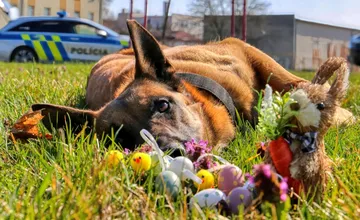 VIDEO: Nitrianski policajti oslavovali Veľkú noc aj počas služby, pohostili aj svojich štvornohých parťákov