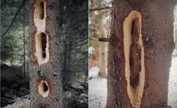 FOTO: Videli ste už v lese veľké oválne diery v stromoch? Odborníci vysvetľujú, aké tajomstvo sa za nimi skrýva