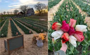 VIDEO: Farebný hit tejto jari? Nádherná tulipánová záhrada v Tekovskom Hrádku má otvorené, samozber je v plnom prúde