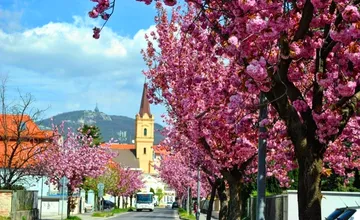 FOTO: Ikonická sakurová aleja v Nitre už rozkvitla. Roky láka nielen miestnych fotografov, pokochajte sa zábermi aj vy 