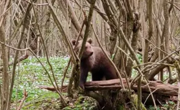 POZOR: V zoborských lesoch nad Nitrou sa pohybuje medveď, spozorovali ho na obľúbenej turistickej trase
