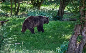 V Nitrianskom kraji hlásia ďalší výskyt medveďa, tentoraz v okrese Topoľčany. Zachytila ho fotopasca nad obcou