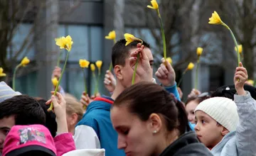 FOTO: Deň narcisov je už 30 rokov symbolom podpory a nádeje. V uliciach Nitry sú dobrovoľníci, ako ich spoznáte? 