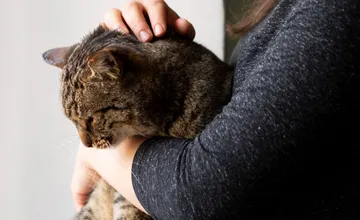 Pri Leviciach niekto strieľa mačky, jednej trčali z tela vnútornosti. V susednom kraji stúpol aj počet ich únosov