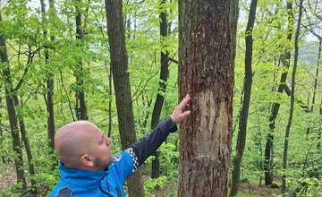 FOTO: Ako to vyzerá s výskytom medveďa na Zobore? Ostal po ňom strom so stopami po pazúroch, no potom...
