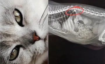 Obcou pri Nitre otriasol ďalší otrasný prípad zastrelenej mačky. RTG ukázal, že pod chrbticou mala diabolku