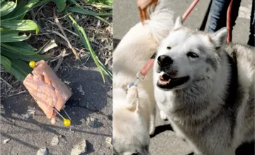 Psíčkari pozor! Na nitrianskom sídlisku sa našli pohodené párky s ihlami. Krutosť, úbohosť a dno, vravia ľudia