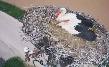 FOTO: Do obce pri Nitre sa opäť vrátili bociany. Tento rok pripravili miestnym aj milé prekvapenie