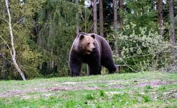 Štátni ochranári spustili web, na ktorom nájdete najnovšie informácie o výskyte medveďov. Čo všetko tam bude?