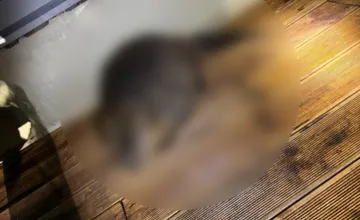 VIDEO: Neuveríte, kto si vyšiel na nočnú prechádzku po Nitre. Ratovať ho museli policajti, na pomoc im prišli aj hasiči