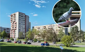 Obyvateľom Nitry prekážajú premnožené holuby. Situácia je neúnosná, medzi najčastejšie rady patrí toto 