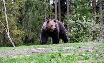 V obľúbenej turistickej lokalite pri Nitre spozorovali medveďa. Podľa poľovníkov mohol vážiť aj 120 kilogramov
