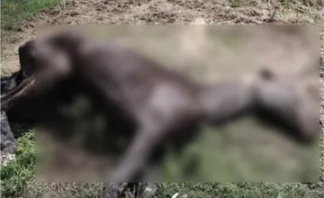 Otrasný prípad týranej kobyly v obci blízko Levíc má dohru, v prípade už padlo obvinenie