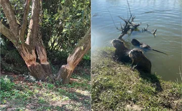 FOTO: Situácia s bobrami a nutriami v Nitre sa podľa radnice upokojila. Jedny chráni zákon, no druhé treba likvidovať