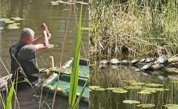 FOTO: Pri Malom Dunaji sa objavili nebezpečné korytnačky. Môžu vážne ohroziť prírodu aj ľudí