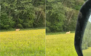 Obyvatelia by mali spozornieť, v okolí obce pri Zlatých Moravciach sa objavili vlky. Starosta vyzýva na opatrnosť
