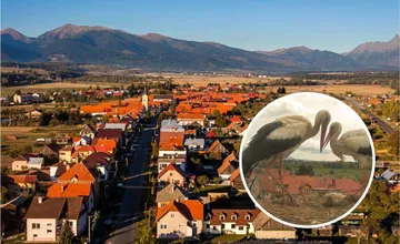 VIDEO: Príbeh bocianej lásky z Liptova dojíma celé Slovensko, takto vyzerá pravý partner