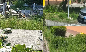 FOTO: Levičania sa dlhodobo sťažujú na kvalitu kosenia v meste. Za toto platíme?, pýtajú sa