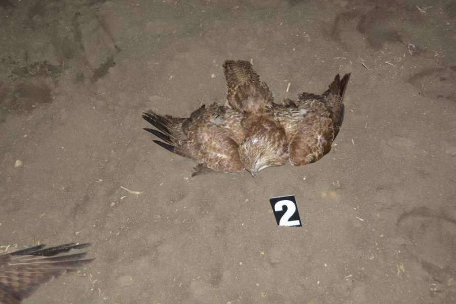 Chemickou látkou niekto otrávil štyri chránené vtáky, je smrteľne nebezpečná aj pre ľudí, foto 1