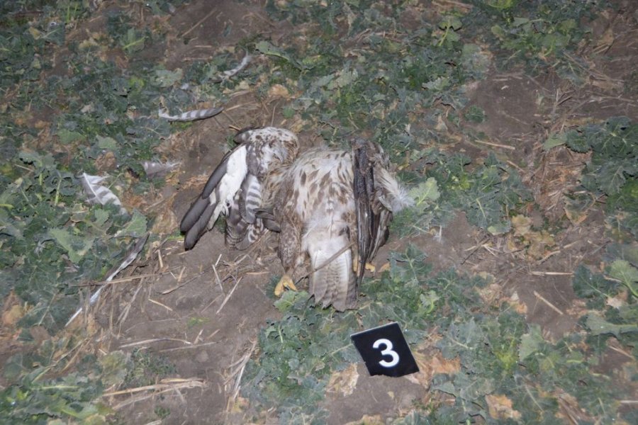 Chemickou látkou niekto otrávil štyri chránené vtáky, je smrteľne nebezpečná aj pre ľudí, foto 2