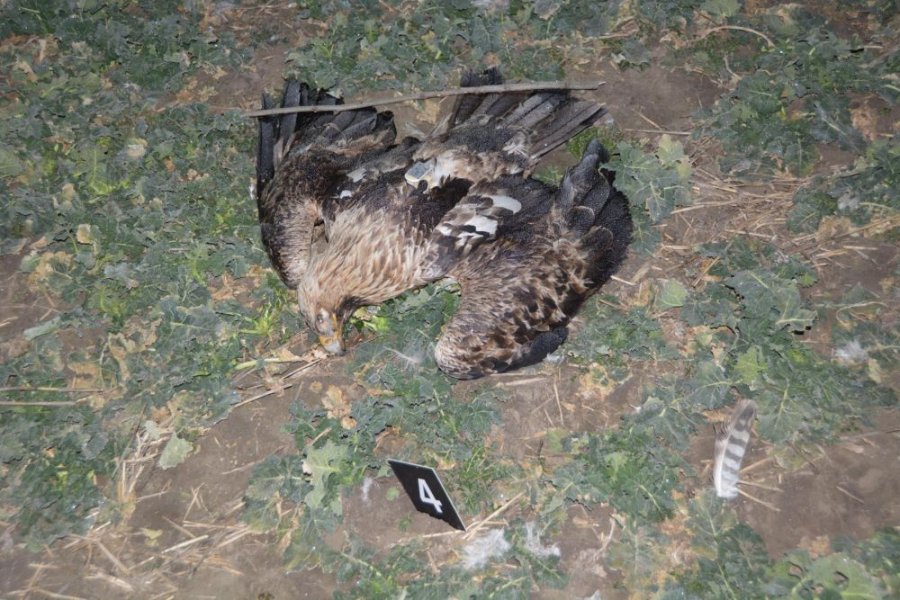 Chemickou látkou niekto otrávil štyri chránené vtáky, je smrteľne nebezpečná aj pre ľudí, foto 4