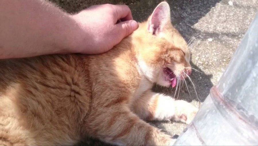 Takto vyzerá kocúr, ktorého muž dobil palicou zato, že sa mu dostal do domu a poškodil závesy, foto 1