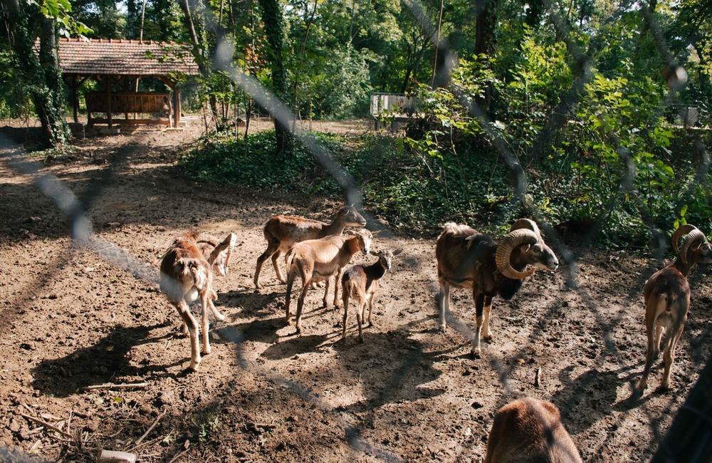 FOTO: Zvieratá v Starom parku majú nový domov , foto 1